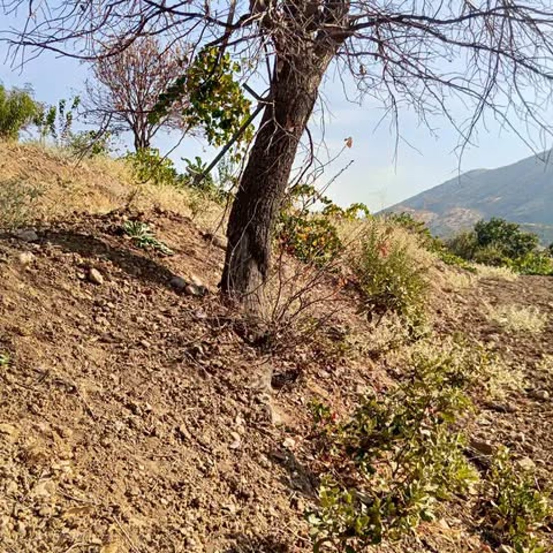 کۆمەڵێک داربەڕووی سەوز و جوانی وشک کرد؛ گیرا