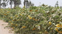 Sunflower farming declines sharply in Salah al-Din amid drought, lack of processing plants