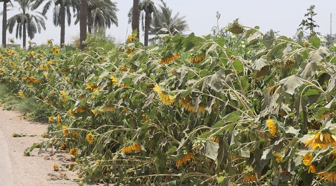 Sunflower farming declines sharply in Salah al-Din amid drought, lack of processing plants