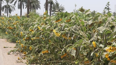 Sunflower farming declines sharply in Salah al-Din amid drought, lack of processing plants