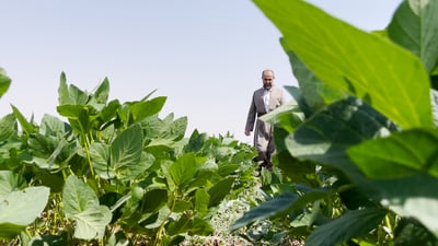 لە گەرمیان 300 دۆنم زەوی بە گۆشت چێندراوە