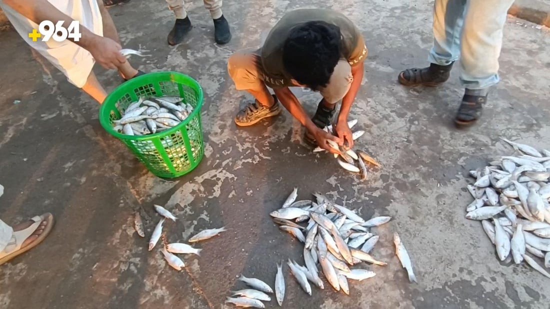 صور من بحر العراق اليوم: صيادو الفاو يملؤون سلالهم بالصبور والمزلگ والنويبي