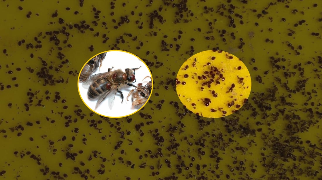 نه‌خۆشییه‌ هه‌میشه‌ییه‌كه‌ یه‌خه‌ى هه‌نگه‌كانى كوردستانى گرتووه‌ته‌وه‌