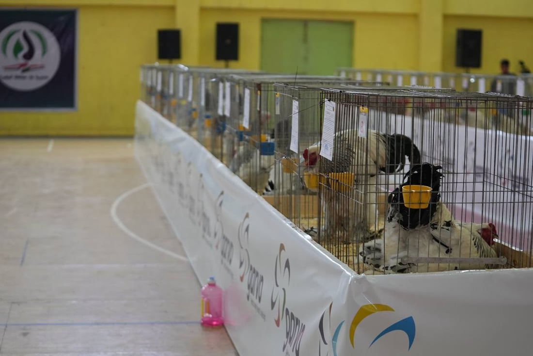 صور: دجاجة بصراوية وديك أربيلي أجمل طيرين في العراق.. مسابقة بإشراف تركي