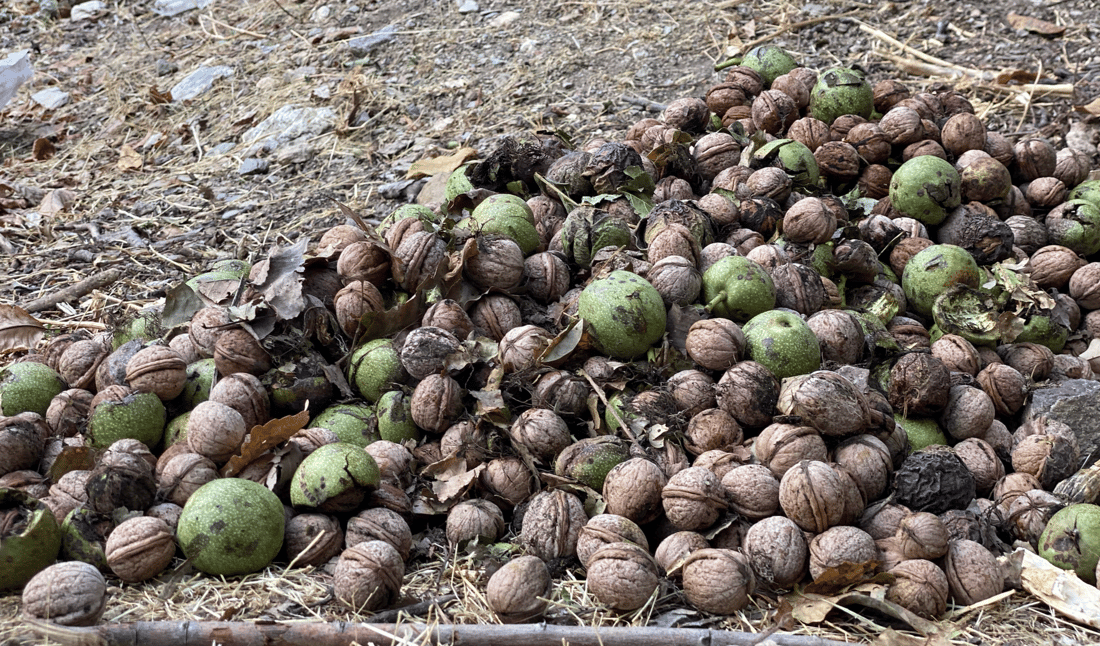 Fungal disease devastates walnut harvest in Erbil’s Balakayati, halving production