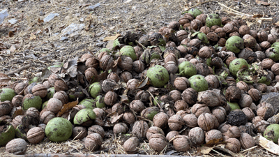 Fungal disease devastates walnut harvest in Erbil’s Balakayati, halving production