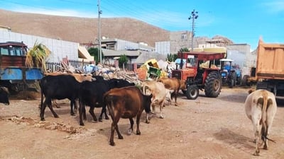 ئه‌مڕۆ باسوخواسی ئاژه‌ڵى به‌ڕه‌ڵا له‌ مزگه‌وته‌كانى سه‌یدسادق باسده‌كرێت