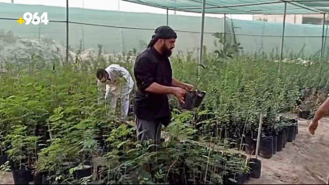 Campaign to enhance greenery by planting on the banks of the Dayr river