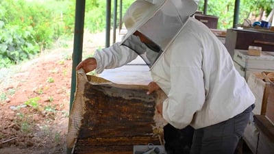 هەنگەکانی دهۆک مەترسی لە ناوچوونیان هەیە