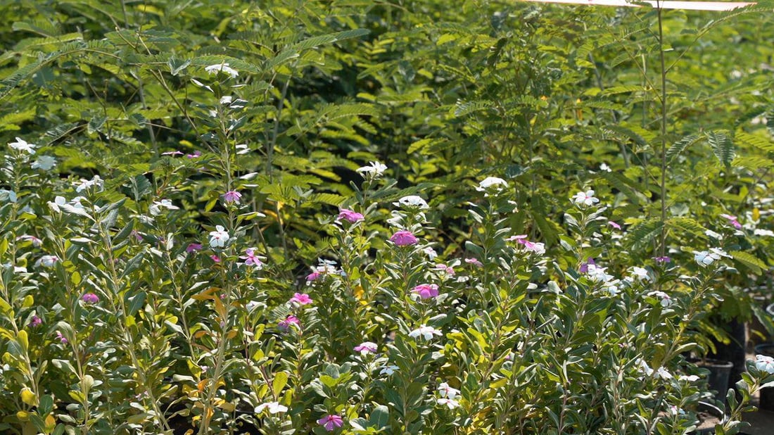 “ببلاش”.. واسط جهزت ربع مليون شجرة ألبيزيا للتوزيع غداً فتوجهوا إلى المشتل