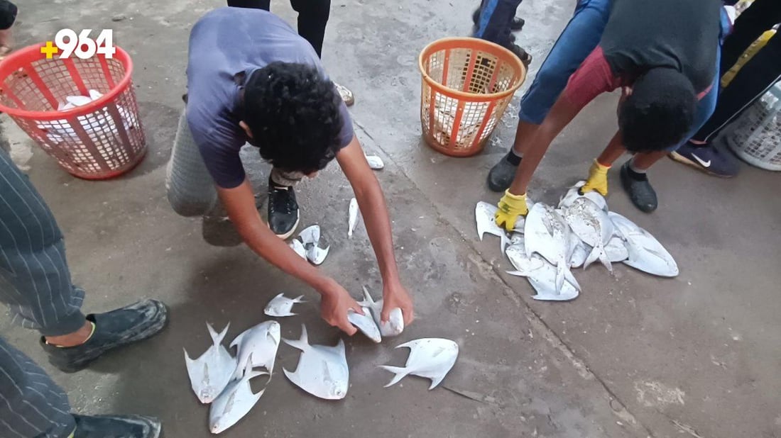 صور من مرسى النقعة.. قائمة بأسعار السمك في مزاد الفاو صبيحة الخميس