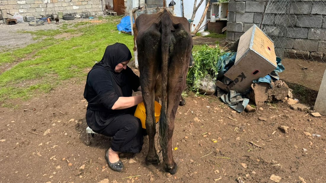 کار لەسەر بەرهەمهێنان و بەبازاڕکردنی هاوچەرخی بەرهەمی ئاژەڵداران دەکرێت