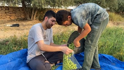 Anbar olive harvest expected to exceed 2,400 tons this season
