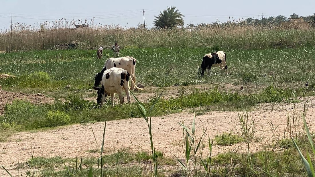وحدهُ الفلفل حافظ على مكانته.. زراعة الصيف تتراجع في الرضوانية والفلاحون توظفوا