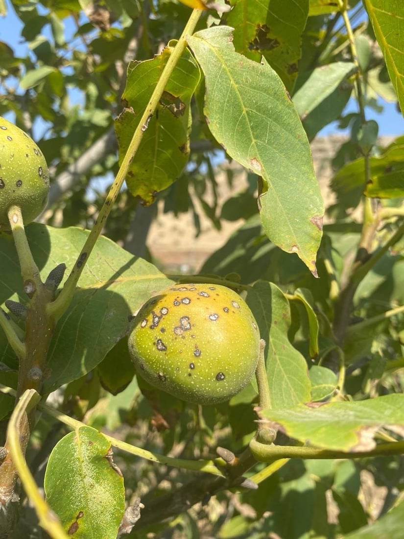 بەدواداچوون بۆ نەخۆشکەوتنی دارگوێزەکانی باڵەکایەتی دەکرێت