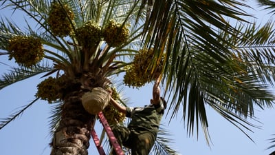 فيديو: الرطب نزل عندنا أيضاً ونحن الأغلى في العراق.. العناية بنخلة الشافي حبة حبة