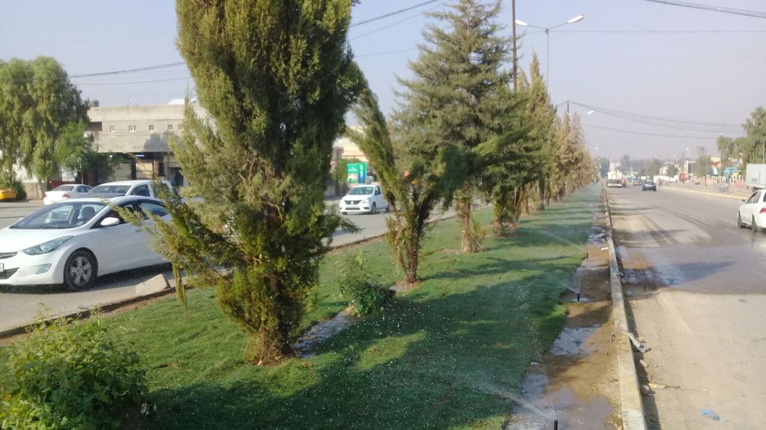 صور: بلدية آلتون كوبري طردت الكلاب السائبة من الجزرة وفرشت “الثيل”