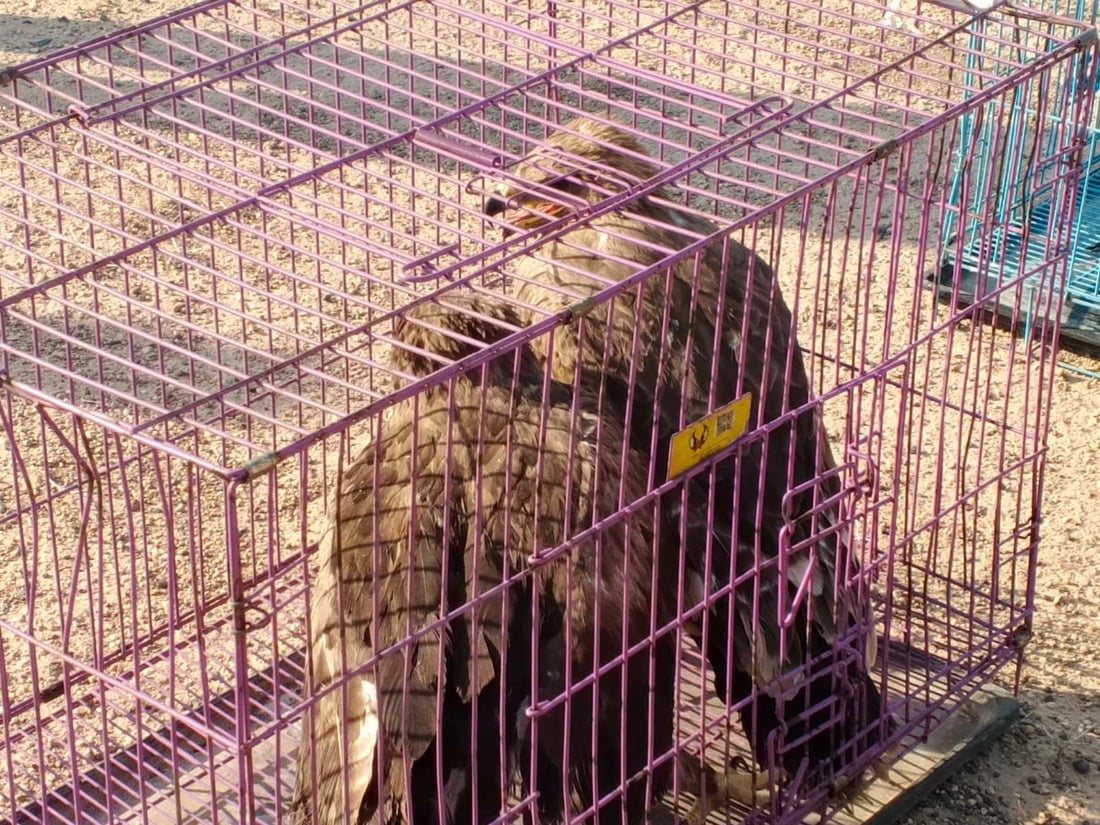 ضبط نسور نادرة في سوق الغزل وإطلاقها في سماء الأنبار (فيديو)