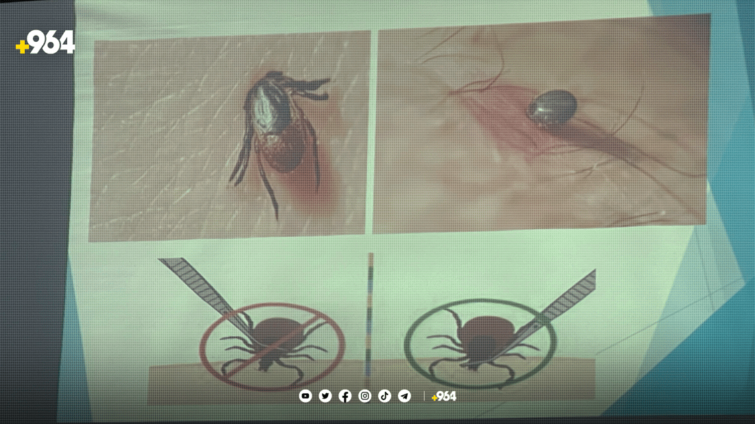 دکتۆرێک: مێرووی گەنە لە ژینگەی ناتەندروست دەژیت