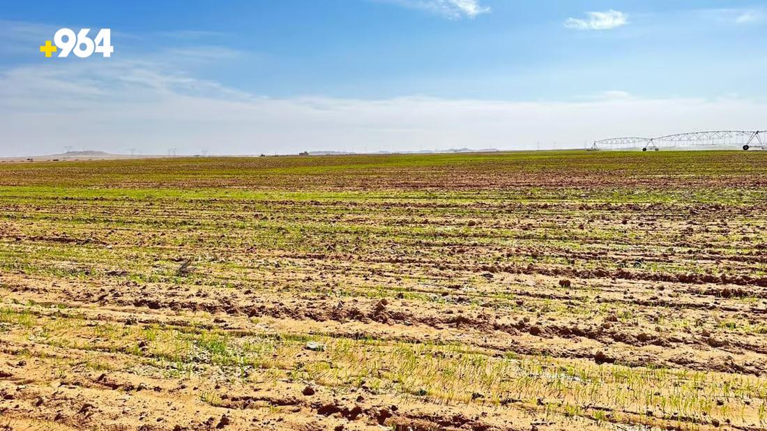 Optimistic wheat season in Al-Qaim as heavy rains boost crop growth