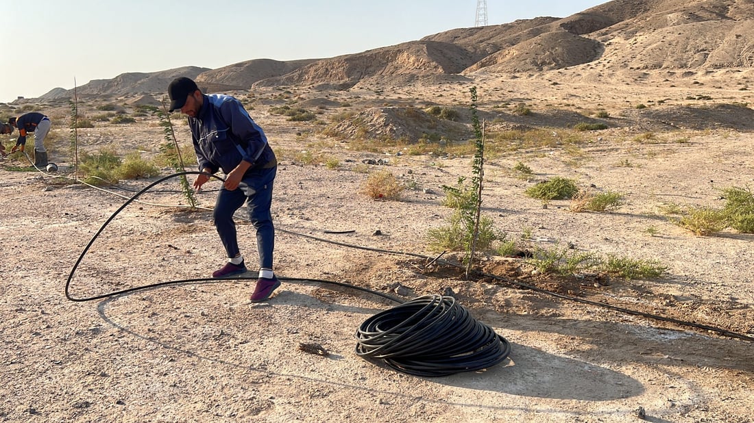 فيديو: سفوان تطوق جبل سنام بـ5 آلاف شجرة من شوك الشام