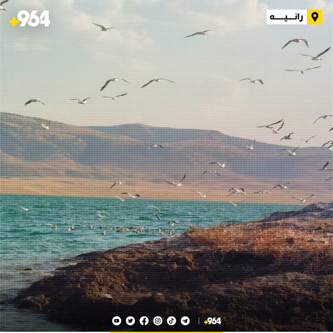 صور مدهشة من أعشاش النوارس عند بحيرة دوكان.. البيض يفقس الآن