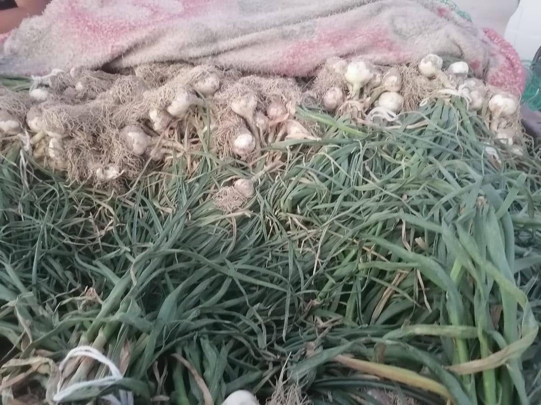 فضلاً عن الطماطة الشهيرة.. الزبير ملأت السوق بثوم أغلى من الكربلائي