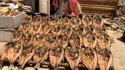 مەسموتە.. ماسییە دڵخوازەکەی بەسرەییەکان کە تا وشک نەکرێتەوە ناخورێت