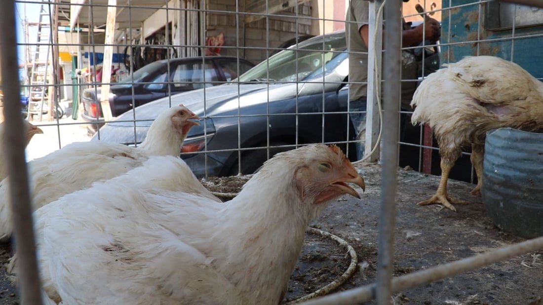 صور: الدجاج في كركوك أرخص بفارق 1000 دينار رغم طلبات العيد