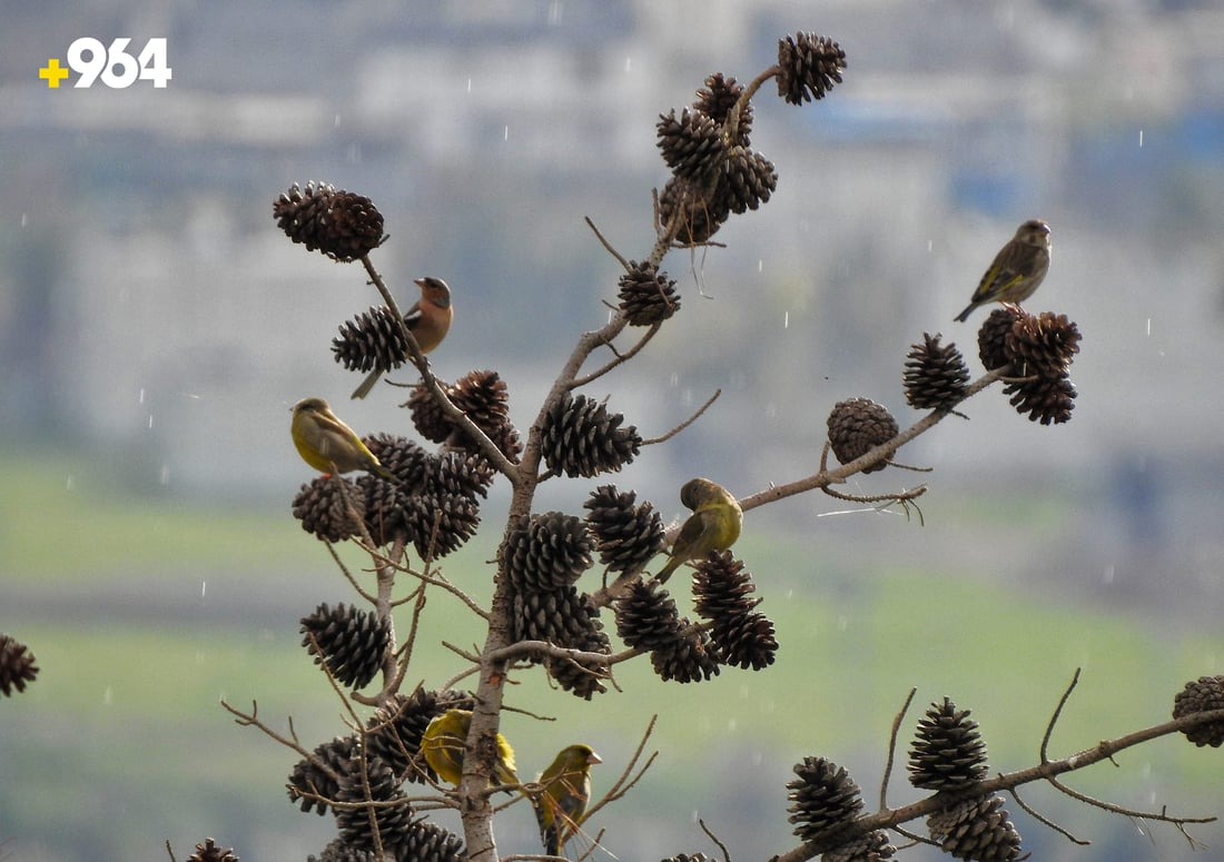 باڵنده‌ كۆچه‌رییه‌كان لە هه‌رێمی كوردستانه‌وه‌ ده‌چنه‌ ناوچه‌ سارده‌كان