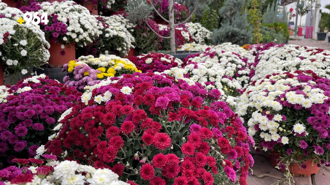 964mediaصورة من منصة (شبكة): 