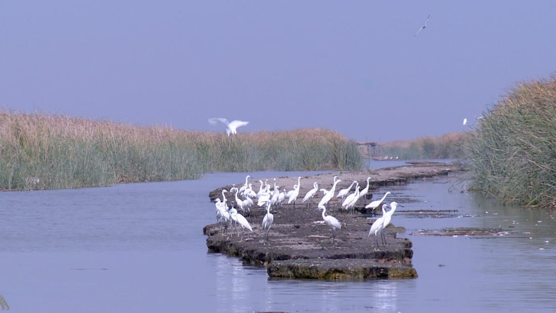 الفلامنكو يصارع الانقراض.. يصادر ثم يعاد بيعه في سوق الغزل