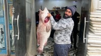 صور: طويريج بدأت تتذوق أسماك الفاو.. لماذا نشتري محصول ا...