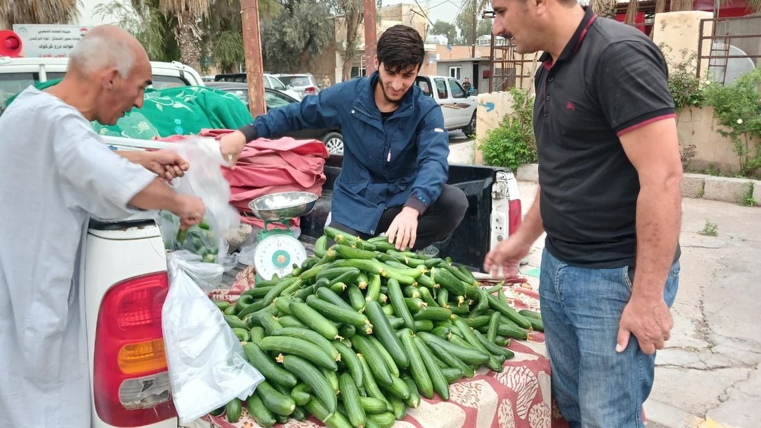 صور من داخل بيوت الخيار العراقي.. مذاقه حلو ورائحته شهية ولا مقارنة مع المستورد