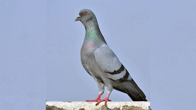 کۆترێک لە هیندستان بەتۆمەتی سیخوڕی هەشت مانگ زیندانی کرا