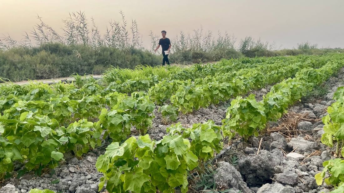 صور من بساتين شمال البصرة: نزرع كل شيء لكن الحكومة تدعم الزبير فقط!