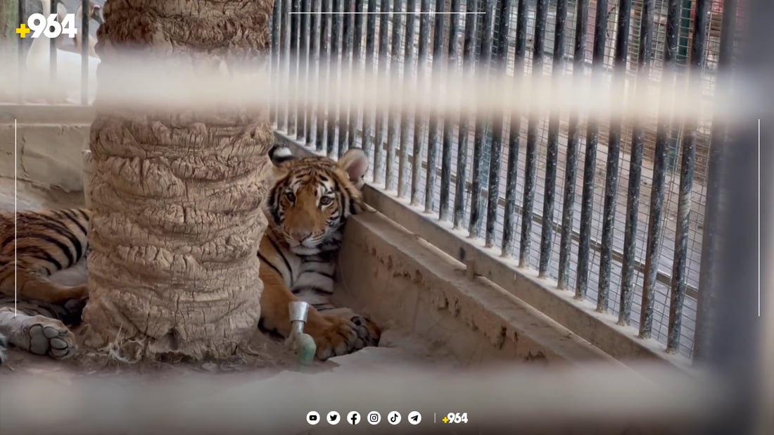 شێره‌كه‌ى نه‌جه‌ف له‌ برسان راكشاوه‌