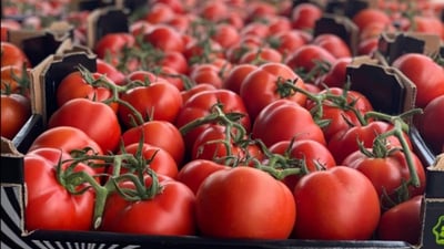 KRG removes tariffs on imported produce to ease market prices