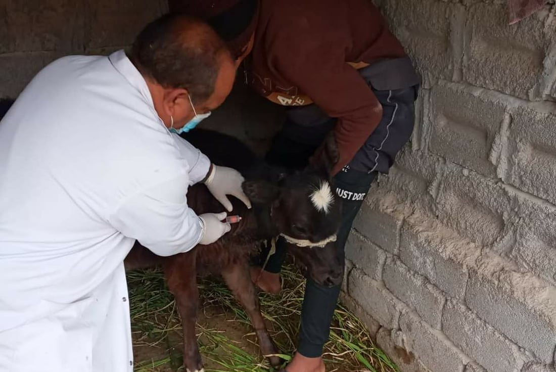 Iraq records 15 new hemorrhagic fever cases and one death in past week