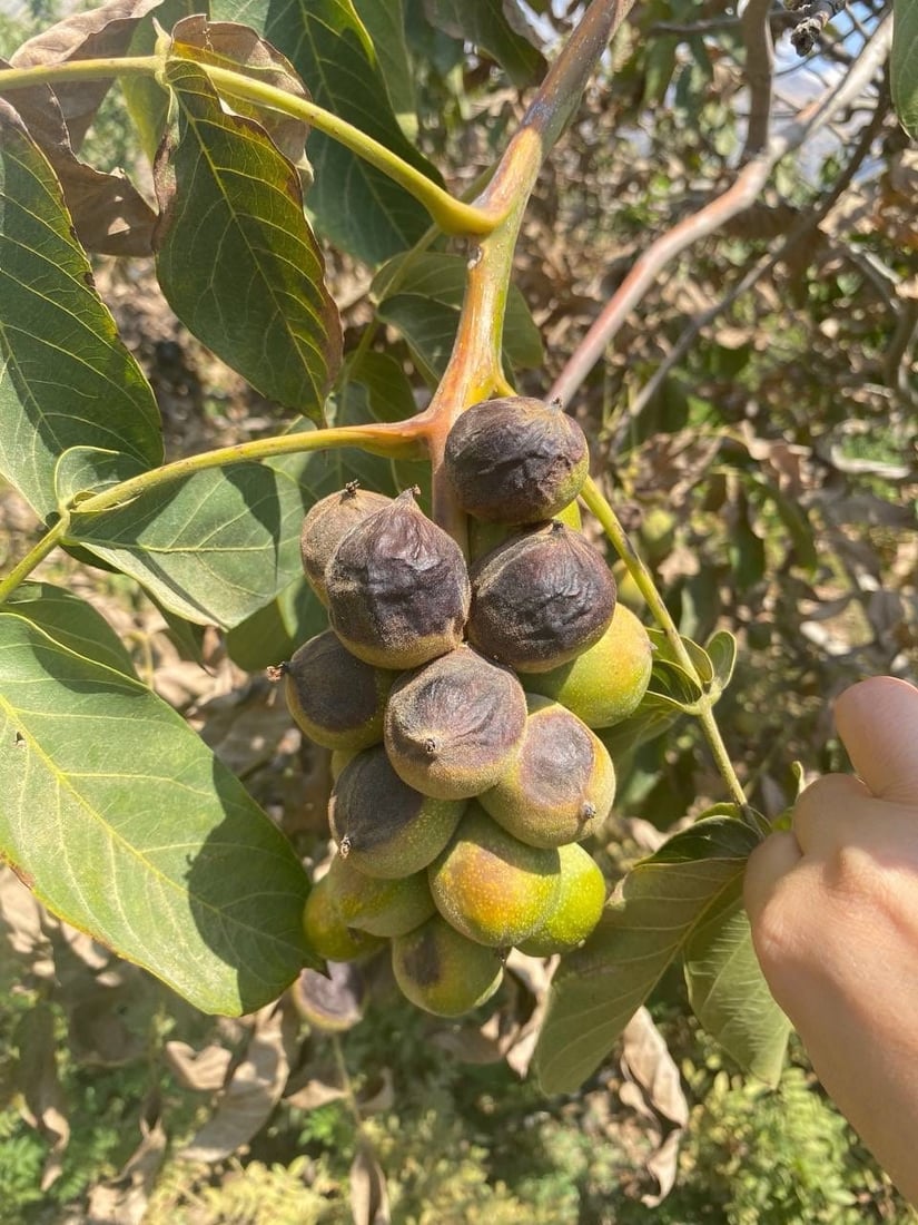 بەدواداچوون بۆ نەخۆشکەوتنی دارگوێزەکانی باڵەکایەتی دەکرێت