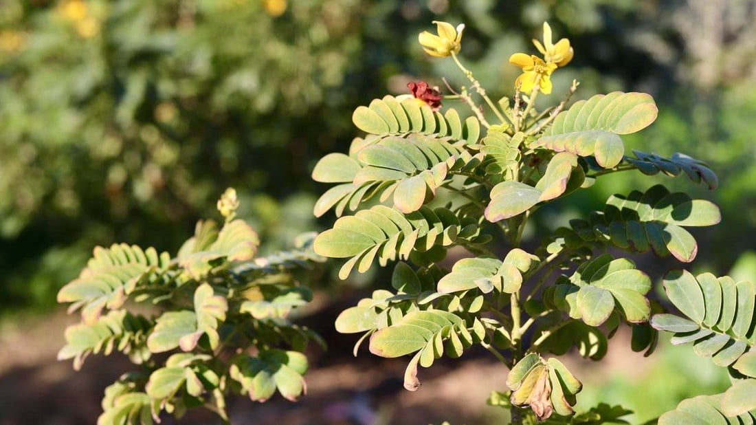 الأطفال سعداء.. عملاق النفط الروسي يزرع مدارس الهوير بالثيل والأشجار (صور)