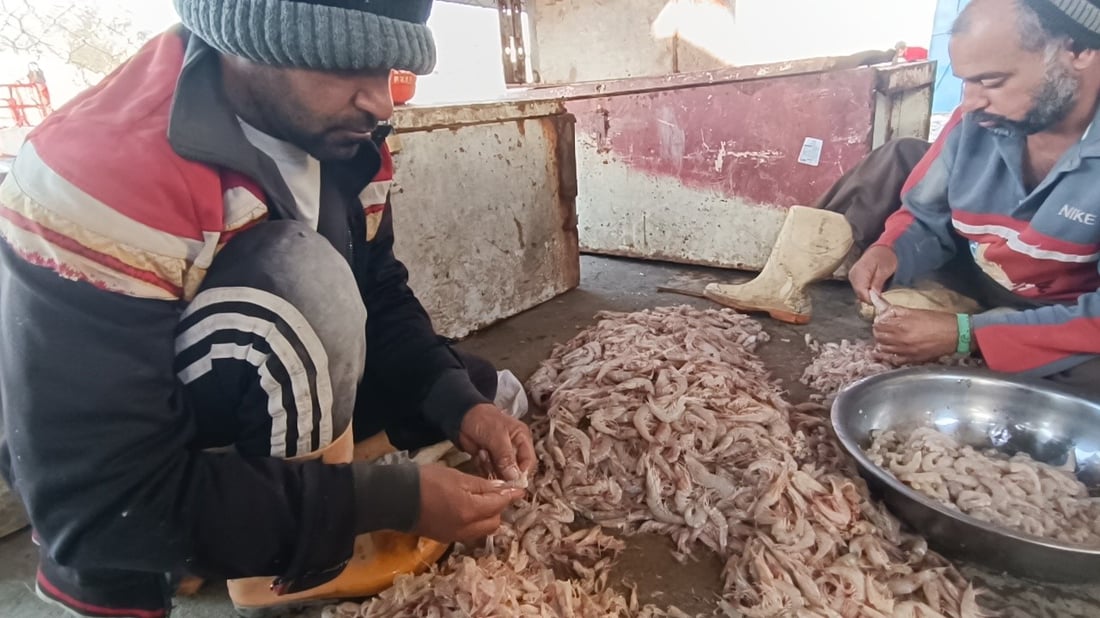 أجواء صيفية في مزاد النقعة.. ارتفاع الحرارة يملأ قوارب الصيادين بأصناف البحر