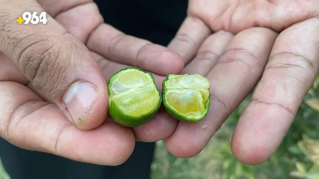 Successful cultivation of Chinese lemon in southern Iraq sets a precedent