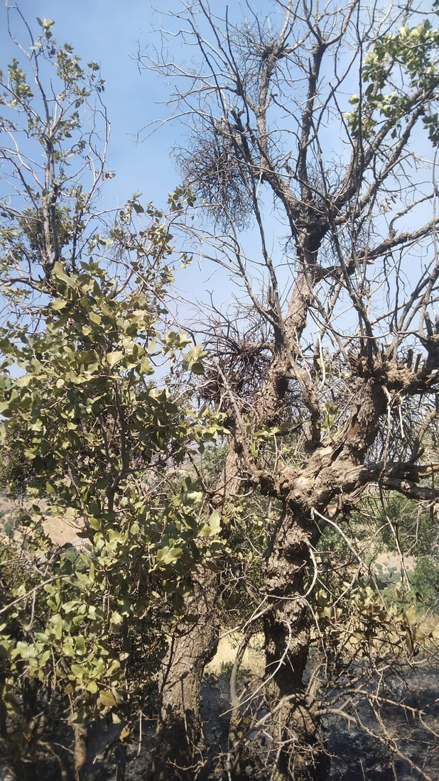 به‌ڕوو و مازووه‌كانى سنوورى ناحیه‌ى سیوه‌یل توشی نه‌خۆشی بوون