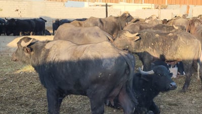 لە گوندێكی كەركوك زیاتر لە 220 سەر گامێش و گوێرەکە مرداربوونەتەوە