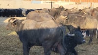لە گوندێكی كەركوك زیاتر لە 220 سەر گامێش و گوێرەکە مردار...