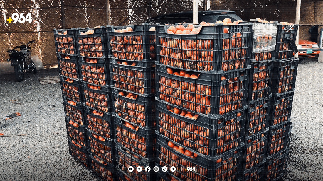 تەماتەی پێنجوێن کەمیکردووە و پارەش ناکات