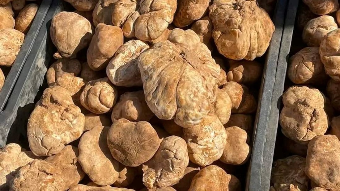 صور: الكمأ السوري في الأنبار.. طعمه لذيذ وأرخص من العراقي بـ 5 آلاف