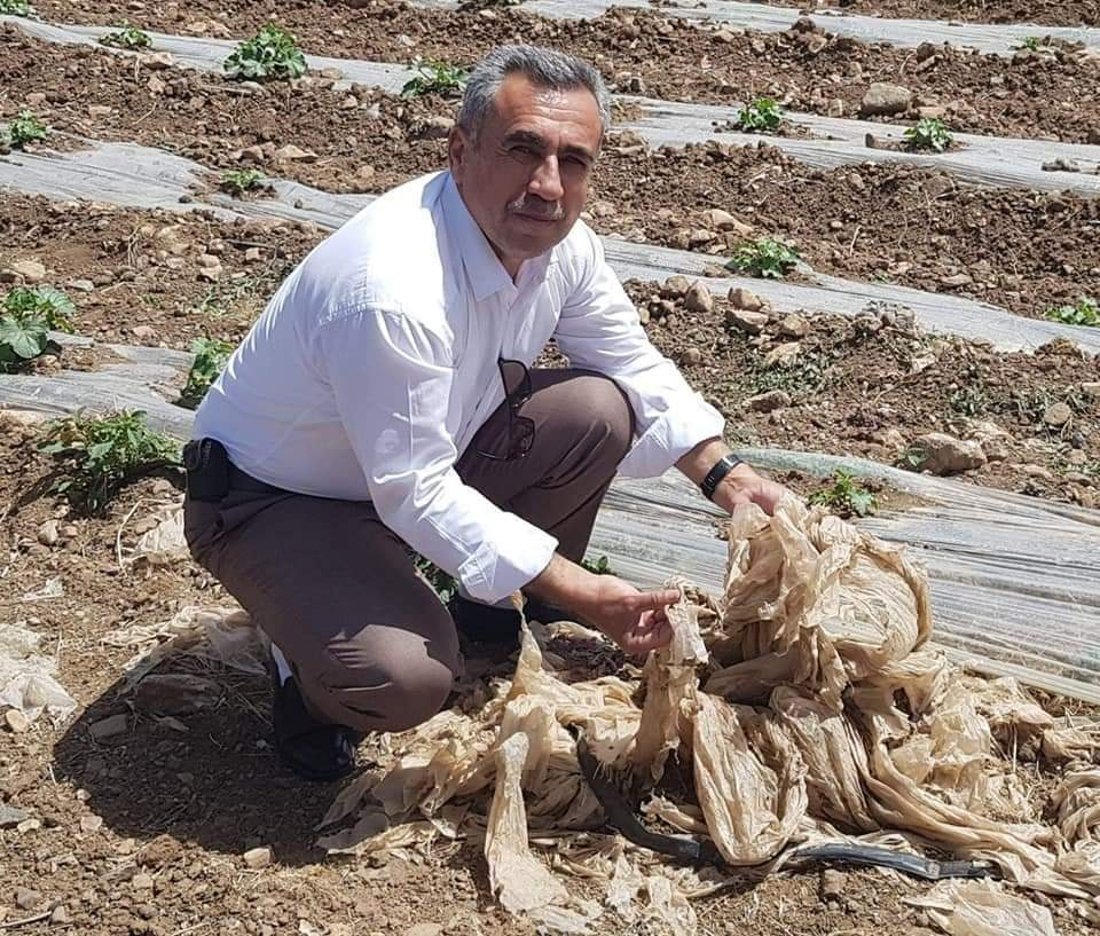 An agricultural official examines discarded plastic sheets left on a watermelon field in the Kurdistan Region.