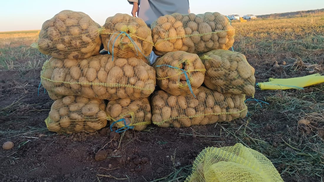 صور: ربيعة قطفت البطاطا لكنها ليست دائماً للبيع.. تجار بغداد وصلوا بسرعة